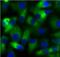 Ubiquitin Conjugating Enzyme E2 N antibody, FNab10224, FineTest, Immunofluorescence image 