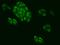 Mitochondrial Ribosomal Protein L34 antibody, 201519-T02, Sino Biological, Immunohistochemistry frozen image 