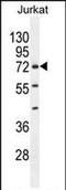 Zinc Finger Protein 648 antibody, PA5-71532, Invitrogen Antibodies, Western Blot image 