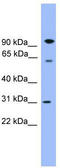 Copine 6 antibody, TA342618, Origene, Western Blot image 