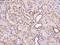 Cytochrome C Oxidase Assembly Factor 5 antibody, 201372-T10, Sino Biological, Immunohistochemistry paraffin image 