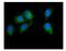 Seizure Related 6 Homolog Like antibody, A08803-1, Boster Biological Technology, Immunofluorescence image 