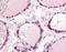 Phosphodiesterase 1C antibody, TA317146, Origene, Immunohistochemistry frozen image 