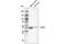 GFAP antibody, 47084S, Cell Signaling Technology, Western Blot image 