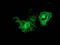 Protein Kinase C Epsilon antibody, TA502439, Origene, Immunofluorescence image 