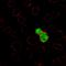 Recombination Activating 1 antibody, HPA043939, Atlas Antibodies, Immunocytochemistry image 