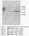 Cullin 4B antibody, orb18138, Biorbyt, Western Blot image 