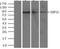 Ubiquitin carboxyl-terminal hydrolase 13 antibody, NBP1-48047, Novus Biologicals, Immunoprecipitation image 