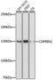 CAPRIN2 antibody, 16-930, ProSci, Western Blot image 