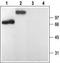 P2Y purinoceptor 1 antibody, TA328998, Origene, Western Blot image 