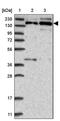 Small Nuclear Ribonucleoprotein U5 Subunit 200 antibody, PA5-56114, Invitrogen Antibodies, Western Blot image 