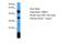 Limb Development Membrane Protein 1 Like antibody, A12907, Boster Biological Technology, Western Blot image 