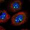 Cilia And Flagella Associated Protein 97 antibody, NBP2-30874, Novus Biologicals, Immunofluorescence image 
