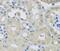 Charged multivesicular body protein 1b antibody, FNab01657, FineTest, Immunohistochemistry frozen image 