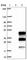 Chromosome 12 Open Reading Frame 43 antibody, HPA046148, Atlas Antibodies, Western Blot image 