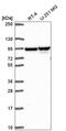 Zinc Finger Protein 341 antibody, HPA067108, Atlas Antibodies, Western Blot image 