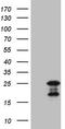 Methylmalonyl-CoA Epimerase antibody, TA808533, Origene, Western Blot image 