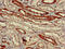 Vanin 1 antibody, CSB-PA025883LA01HU, Cusabio, Immunohistochemistry paraffin image 