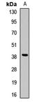 ELAV-like protein 2 antibody, orb412400, Biorbyt, Western Blot image 
