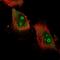 Ataxin 7 Like 2 antibody, NBP2-58692, Novus Biologicals, Immunofluorescence image 