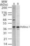 Pellino E3 Ubiquitin Protein Ligase 1 antibody, PA1-41070, Invitrogen Antibodies, Western Blot image 