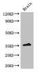 Zinc finger protein 42 antibody, orb47175, Biorbyt, Western Blot image 