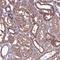 Cytosolic Iron-Sulfur Assembly Component 3 antibody, HPA040851, Atlas Antibodies, Immunohistochemistry paraffin image 