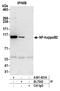 Nuclear factor NF-kappa-B p100 subunit antibody, A301-821A, Bethyl Labs, Immunoprecipitation image 
