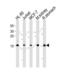 Nucleoside diphosphate kinase B antibody, TA325021, Origene, Western Blot image 