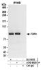 Fragile X mental retardation syndrome-related protein 1 antibody, A303-892A, Bethyl Labs, Immunoprecipitation image 