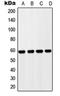 Zona pellucida sperm-binding protein 4 antibody, orb215246, Biorbyt, Western Blot image 