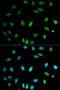 SBP1 antibody, LS-C331366, Lifespan Biosciences, Immunofluorescence image 