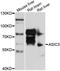 DRASIC antibody, STJ112306, St John