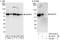 Methionyl Aminopeptidase 2 antibody, A303-419A, Bethyl Labs, Western Blot image 