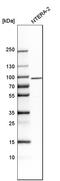 Stonin-1 antibody, HPA005715, Atlas Antibodies, Western Blot image 