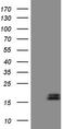 Natriuretic Peptide B antibody, TA809080S, Origene, Western Blot image 