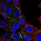 Erythrocyte Membrane Protein Band 4.1 antibody, HPA028076, Atlas Antibodies, Immunocytochemistry image 