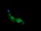 RAB12 antibody, NBP2-45497, Novus Biologicals, Immunofluorescence image 