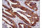 COX2 antibody, 12282P, Cell Signaling Technology, Immunohistochemistry paraffin image 