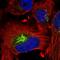 CCN2 antibody, HPA031075, Atlas Antibodies, Immunocytochemistry image 