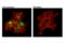 Cas9 antibody, 65832S, Cell Signaling Technology, Immunofluorescence image 