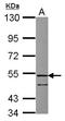 Follistatin Like 1 antibody, LS-C155534, Lifespan Biosciences, Western Blot image 