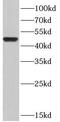 Atypical Chemokine Receptor 3 antibody, FNab02104, FineTest, Western Blot image 