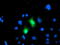 Cyclin Dependent Kinase Inhibitor 3 antibody, LS-C337507, Lifespan Biosciences, Immunofluorescence image 