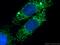Translocase Of Inner Mitochondrial Membrane 23 antibody, 11123-1-AP, Proteintech Group, Immunofluorescence image 