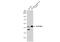 Serpin Family E Member 2 antibody, GTX124069, GeneTex, Western Blot image 