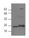 FLICE antibody, AP00077PU-N, Origene, Western Blot image 