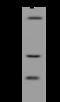 Rho GTPase-activating protein 19 antibody, 205226-T44, Sino Biological, Western Blot image 