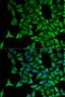 Keratin 20 antibody, LS-C330868, Lifespan Biosciences, Immunofluorescence image 