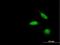 Zinc Finger And SCAN Domain Containing 18 antibody, H00065982-B01P, Novus Biologicals, Immunofluorescence image 